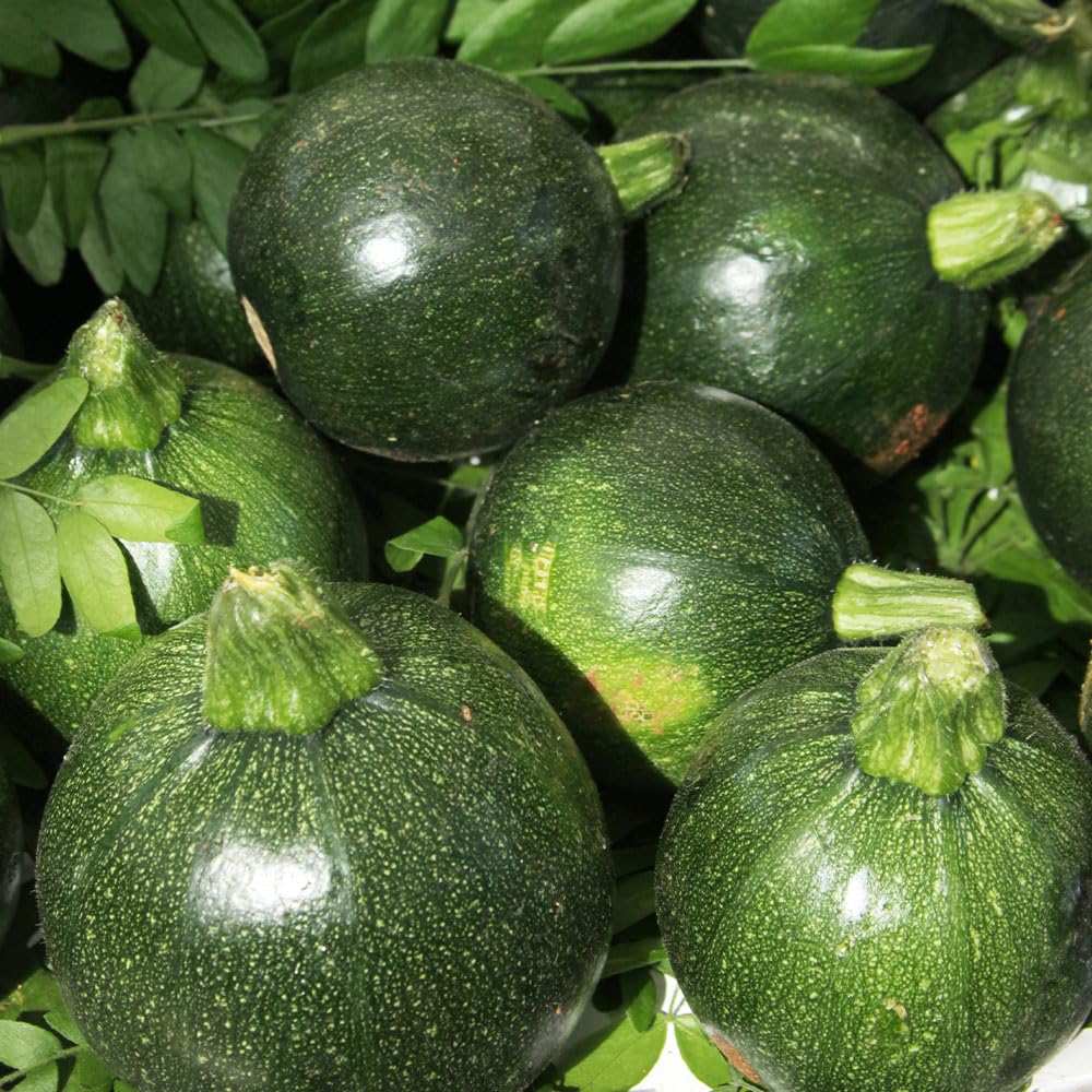 Courgette Eight Ball F1 Seeds – Unusual Variety Perfect for Individual Servings – RHS Award of Garden Merit – for Your Beautiful Kitchen Garden
