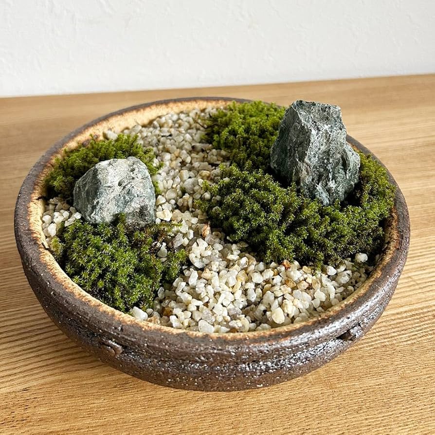 Amazon.co.jp: 小さな世界で雄大な景色を【苔盆栽（信楽焼鉢
