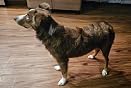 Customer review image for Nice dog shampoo