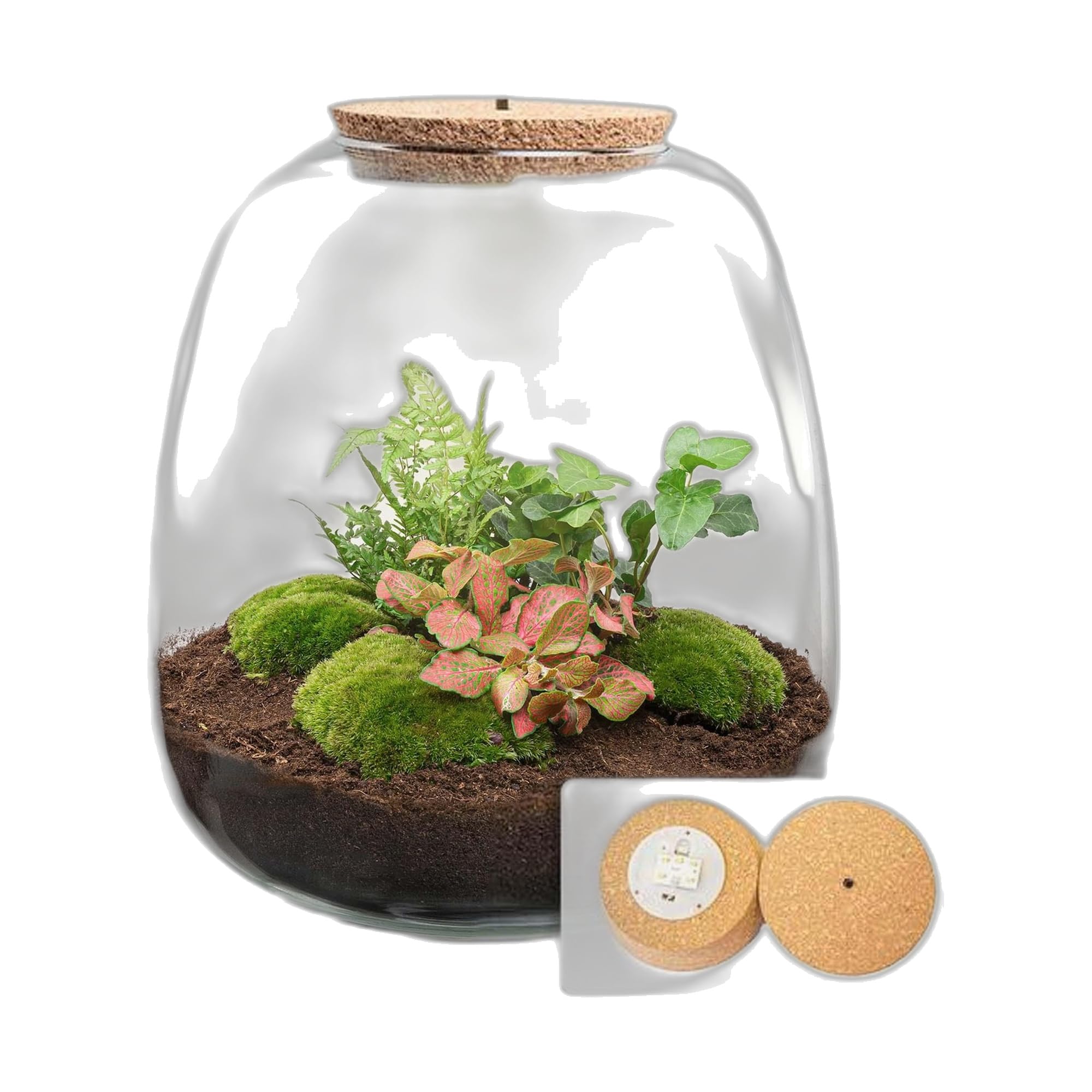 Terrario per Piante in Vetro, Kit Fai da Te con LED, Casa, Verde, 25x23 cm