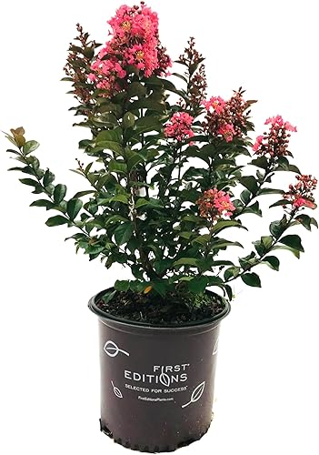 American Plant Exchange Coral Magic Crape Myrtle Tree Live, maceta de 3 galones, 1-2 pies de alto, flores rosas vibrantes, tolerantes a la sequía,