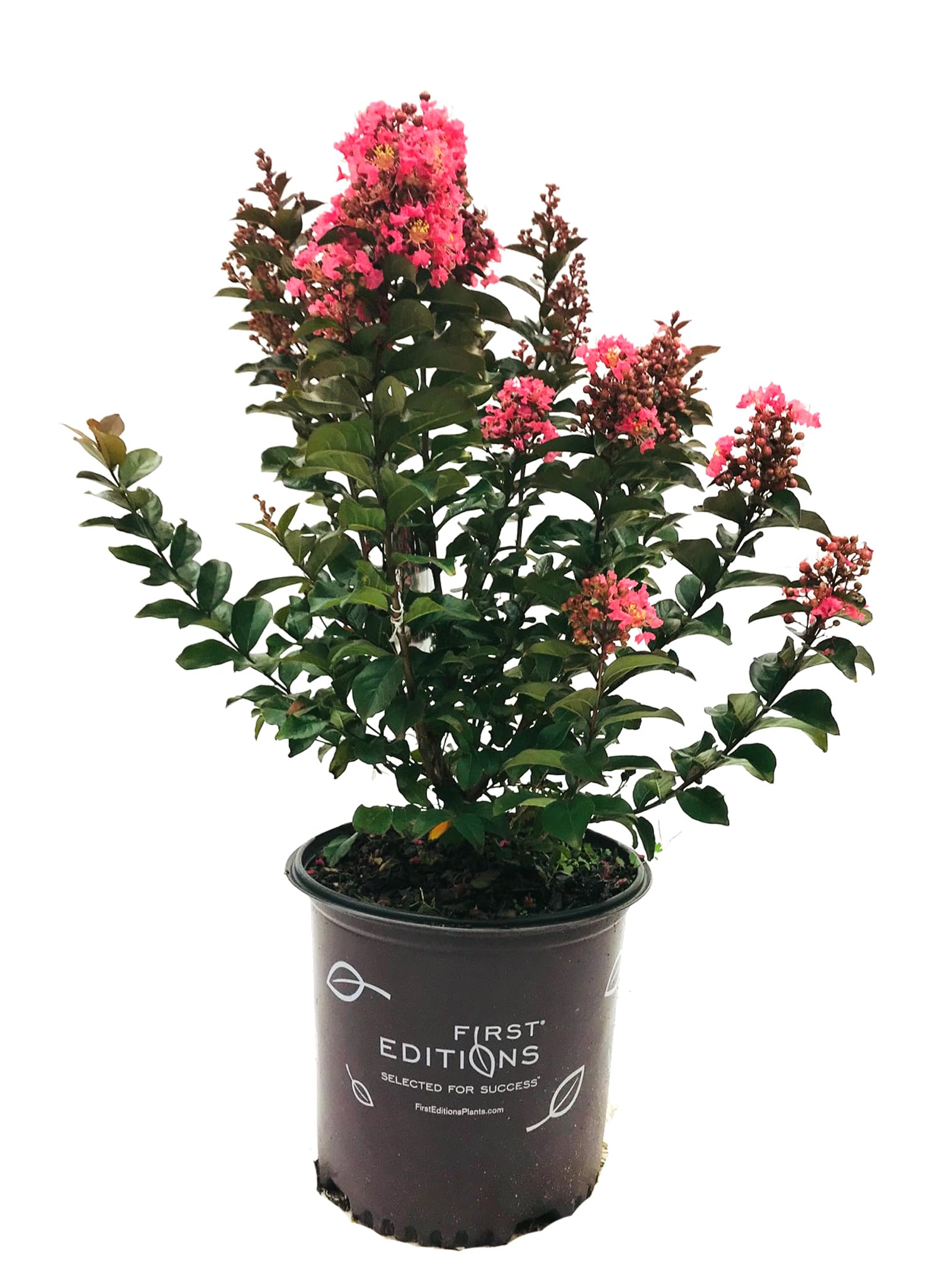 American Plant Exchange Coral Magic Crape Myrtle Tree