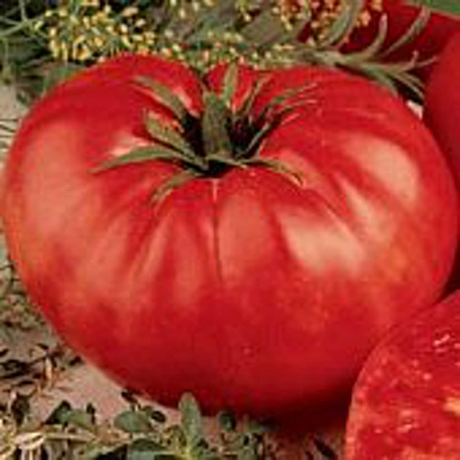 Beefsteak Tomato (RedDeterminate) Seeds (20+ Seeds) Non