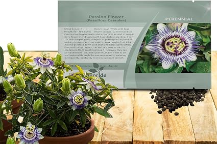 Outsidepride Passion Flower Seeds