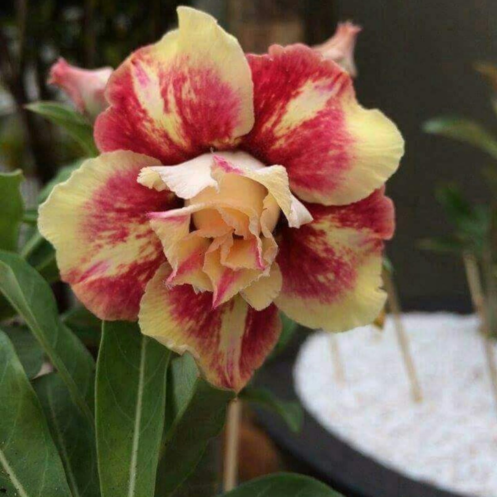 Desert Rose/Strong Plants That Grow Well/Mix Golden Jade Carving Feels/Crop for Planting Now UK -2Bulbs-E