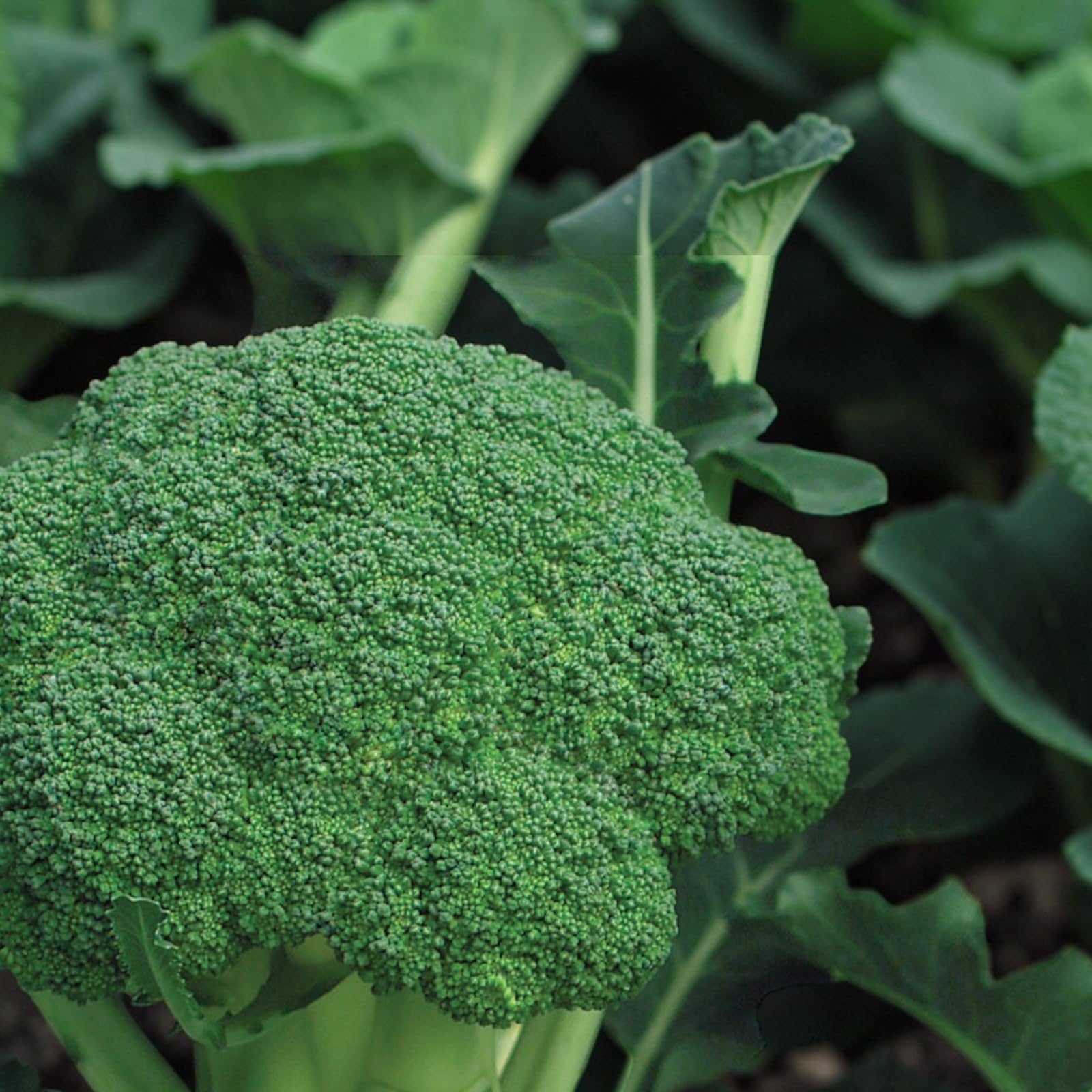 Carbeth Plants Calabrese Broccoli Vegetable Plant 6 Pack - Garden Ready Easy to Grow Veg Plants - Ideal for Kitchen Garden, Pots, Containers & Raised Beds (F1 Marathon, 3)