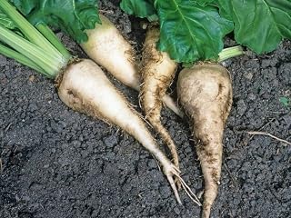 1,000 Bulk Sugar Beet Seeds: Sugar Beet Seeds 250 or 1,000 Seeds