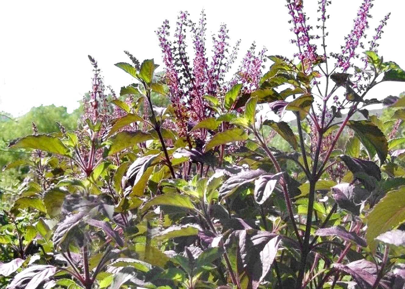 Harley Seeds 100+ Indian Krishna Tulsi Holy Basil Seeds Red Leaf Sacred Tulasi Herb Heirloom Non-GMO Thulasi Shayam - Grows Big - Super Fragrant - Grown in USA, Purple