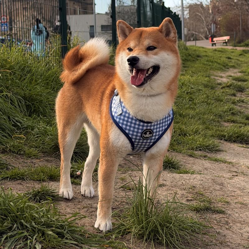 Arnés M Vaquero para Perro Ajustable de Neopreno - Diseño Vichy - 4 Tallas - Arnés Cómodo y Resistente para Perros