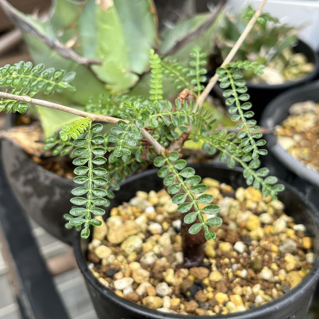 Amazon.co.jp: 流通皆無 オペルクリカリア パキプス ヒファエノイデス  