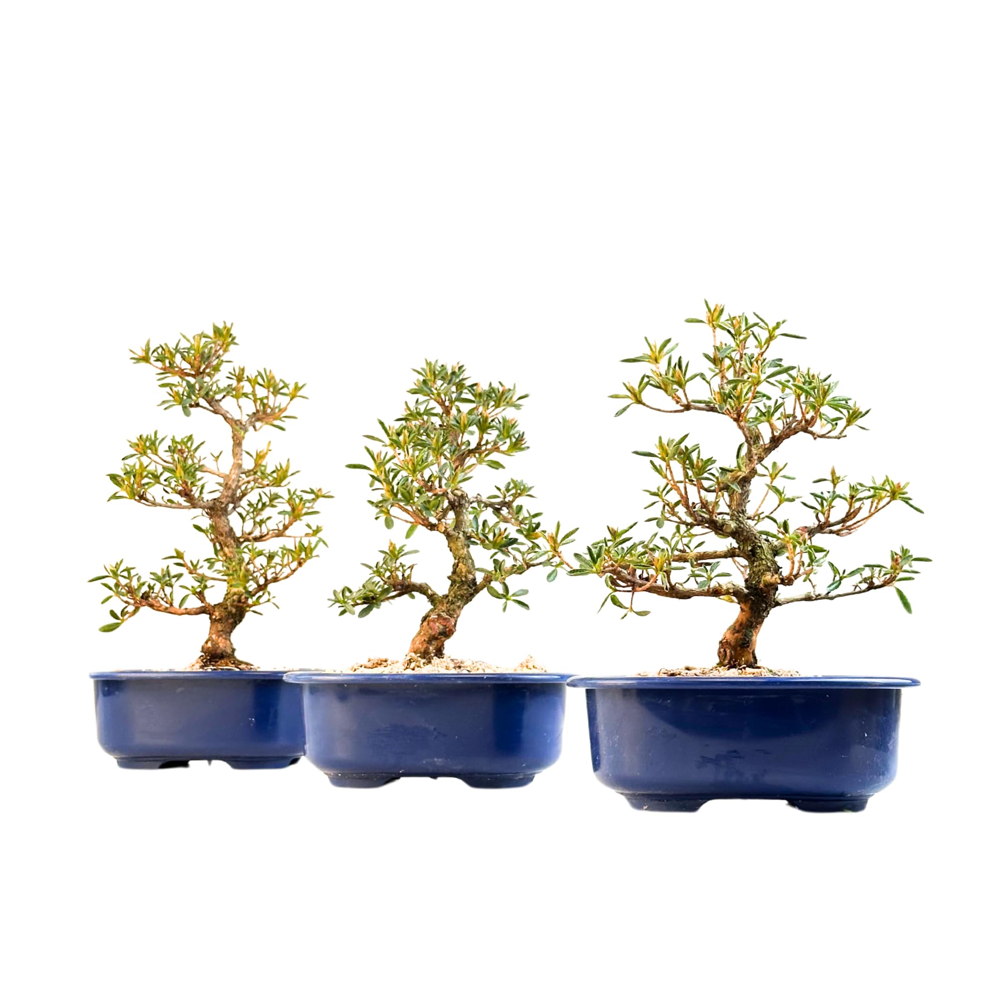 Satsuki Azalee Bonsai – 1x Japanischer Outdoor Bonsai Baum – Perfekter Anfänger- Winterhart – 18 cm Topf – Pflegeleichter Blütenbonsai – Blüht in Wunderschönen Farben