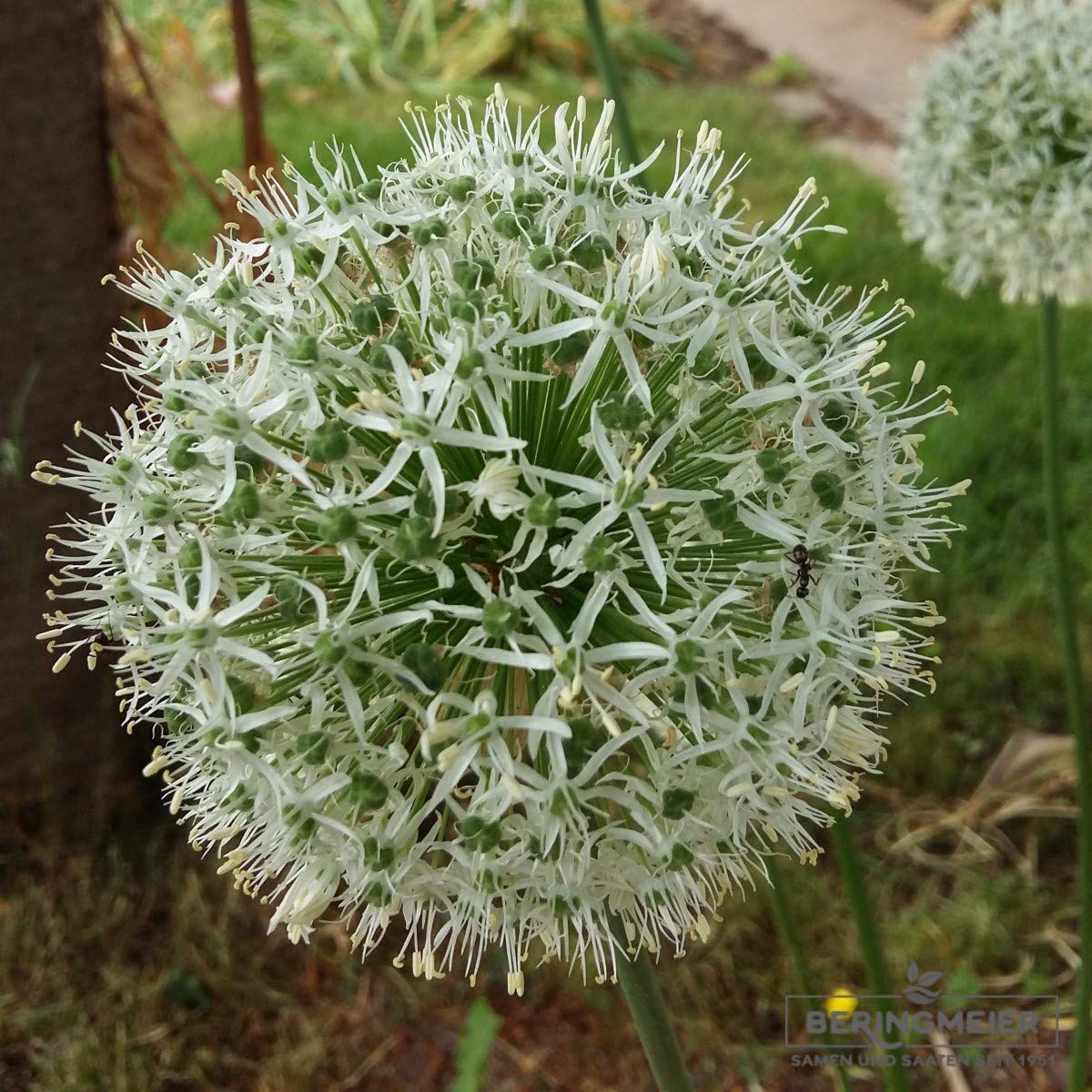 Blumenzwiebeln Alliumzwiebeln Allium stipitatum Mount Everest, reinweiß (10 Zwiebeln)