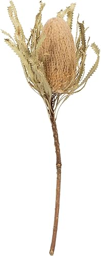 Vickerman Flor de Banksia natural jumbo de 12 pulgadas con tallo, planta seca preservada natural para ramos de boda, decoración del hogar o arreglos