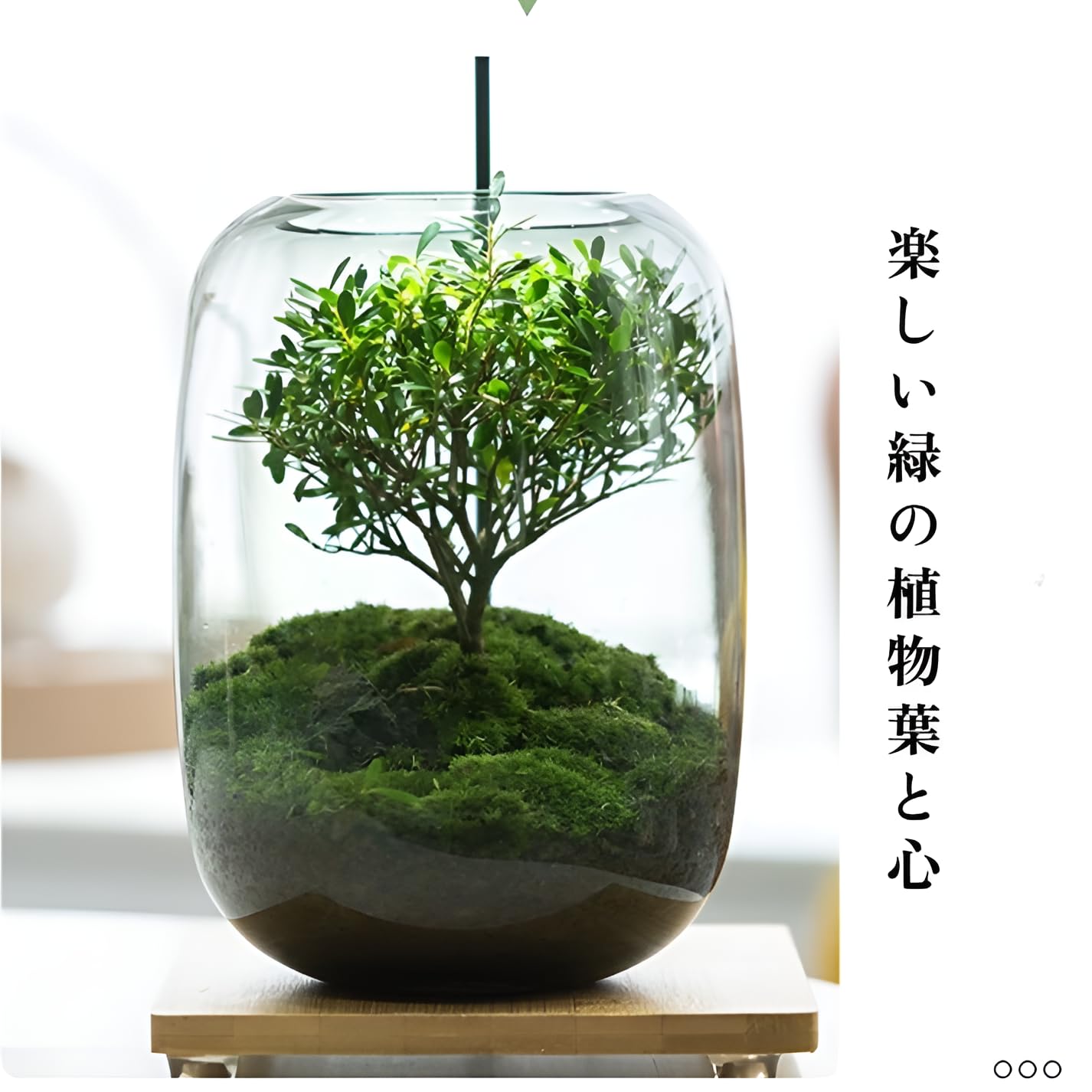 Amazon.co.jp: [Yizibuur]苔テラリウム テラリウム 初心者でも育て