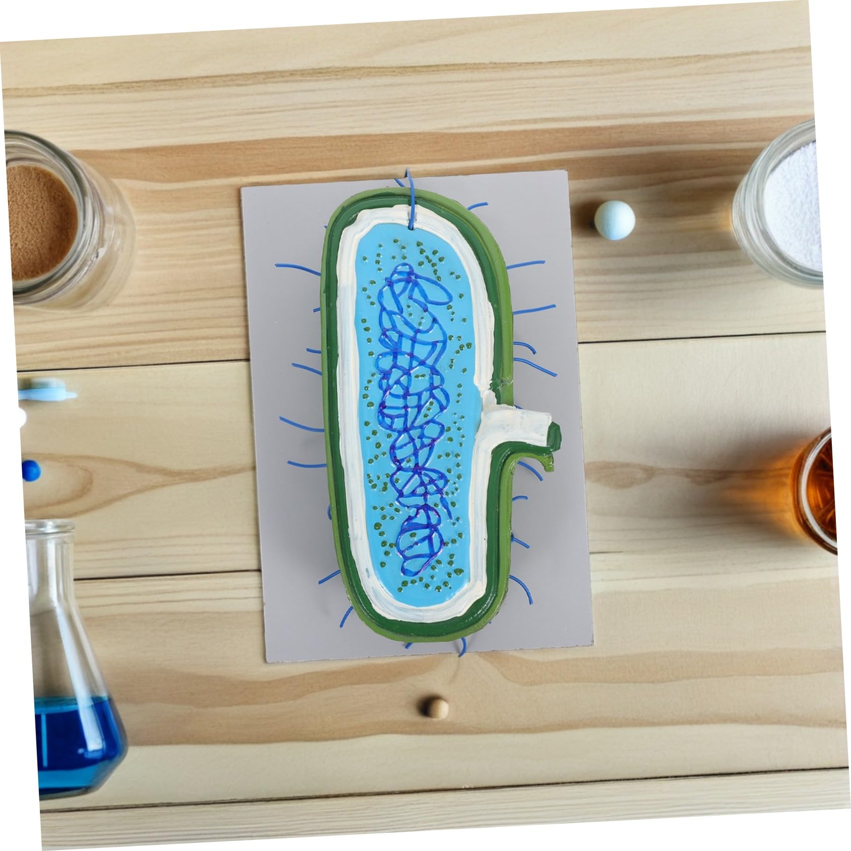 Zellkernmodell für Biologieunterricht Detaillierte Zellstruktur mit Organellen Robustes Anatomisches Lehrmodell für Schüler und Wissenschaftsklassenräume
