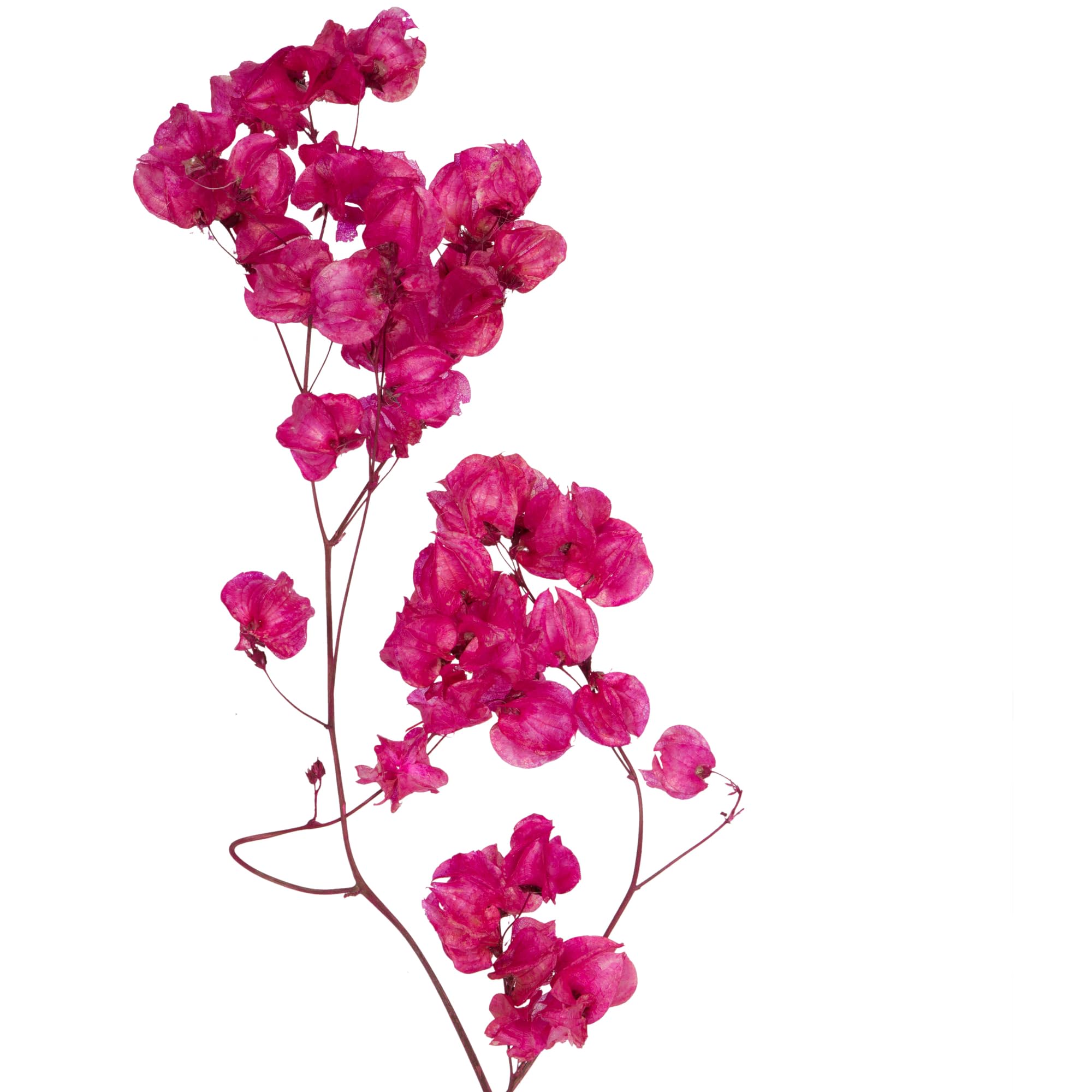 Fleurs de cara séchées Vickerman framboise pour centre de table bohème