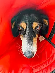 Colar Elizabetano Confort em tecido 06