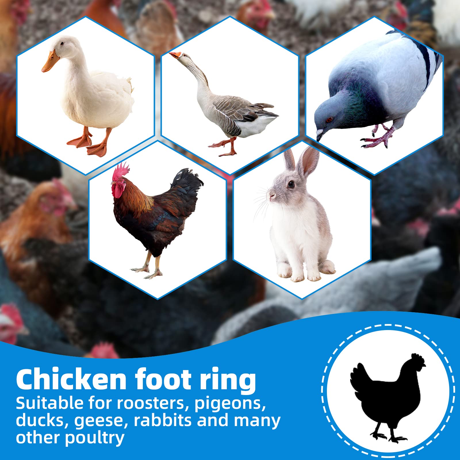 Kippenringen & kuikenringen kopen?! Markeer en herken je dieren