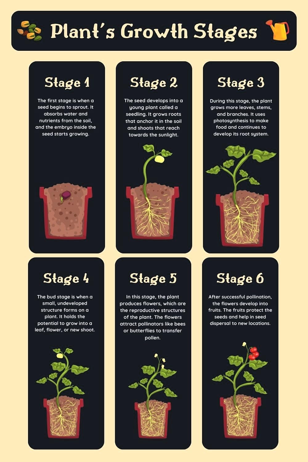 Mixed Succulent Seeds - Grow Your Own Air Purifying Plants -4 Mixed Succulent Seeds - Grow Your Own Air Purifying Plants -4