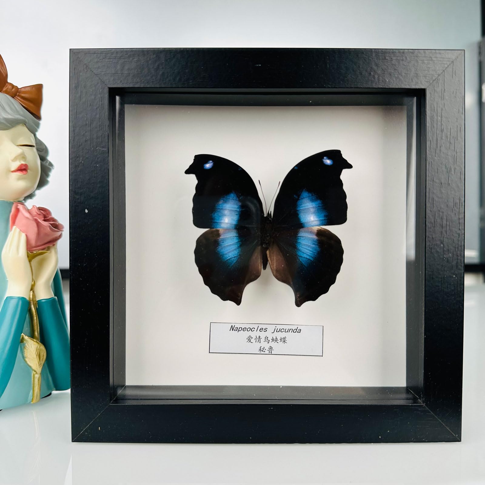Taxidermy Mounted In Frame,Exquisite Butterflies Insect Specimen,Collection Of Butterfly,Unique Home Decor Wall Decoration Gift For Christmas Valentine Birthday,Real Butterfly Specimens17.6*17.6cm
