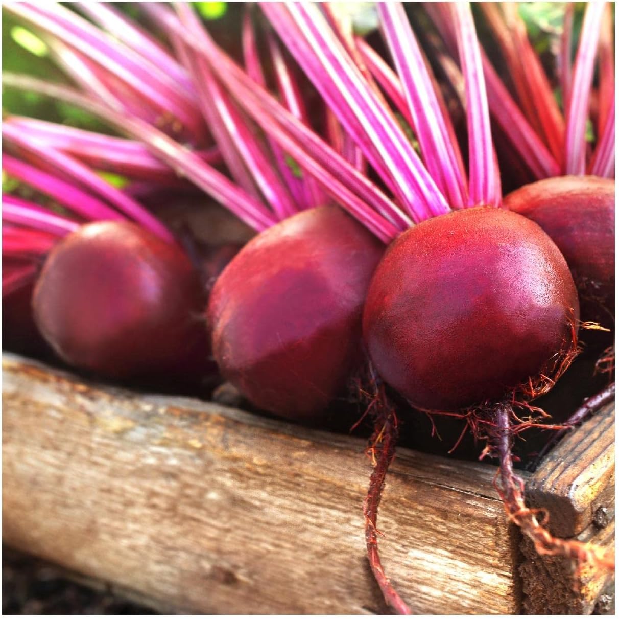 Everwilde Farms - 1/4 Lb Merlin Beet Seeds - Gold Vault