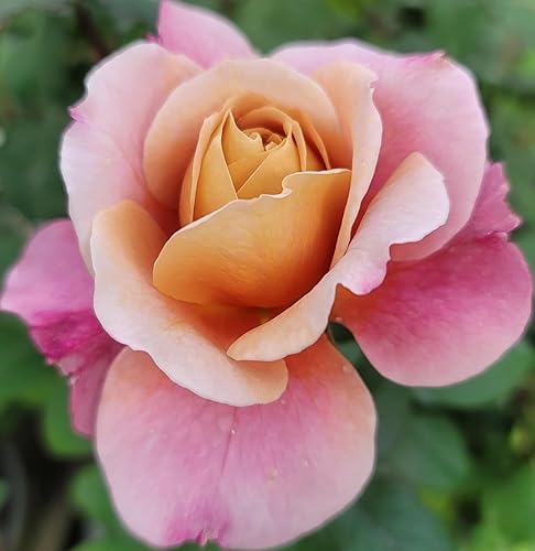 Ma Cherie Roses, Distant Drums Rosal, Rosales listos para plantar, maceta de 2 cuartos de galón, plantas vivas al aire libre, regalos de plantas,