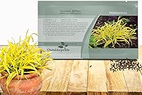 Vista 1 de Outsidepride - 50 semillas de la hierba ornamental perenne mijo dorado (Milium effusum [Golden Millet]) para sembrar