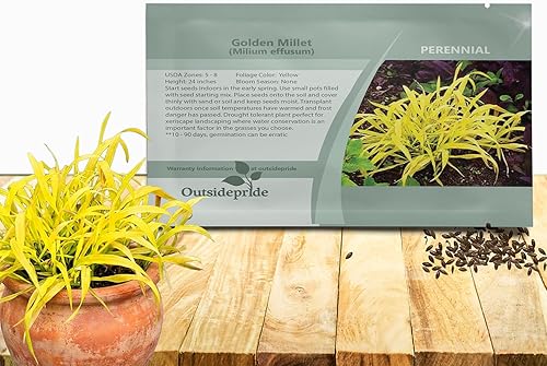 Outsidepride - 50 semillas de la hierba ornamental perenne mijo dorado (Milium effusum [Golden Millet]) para sembrar