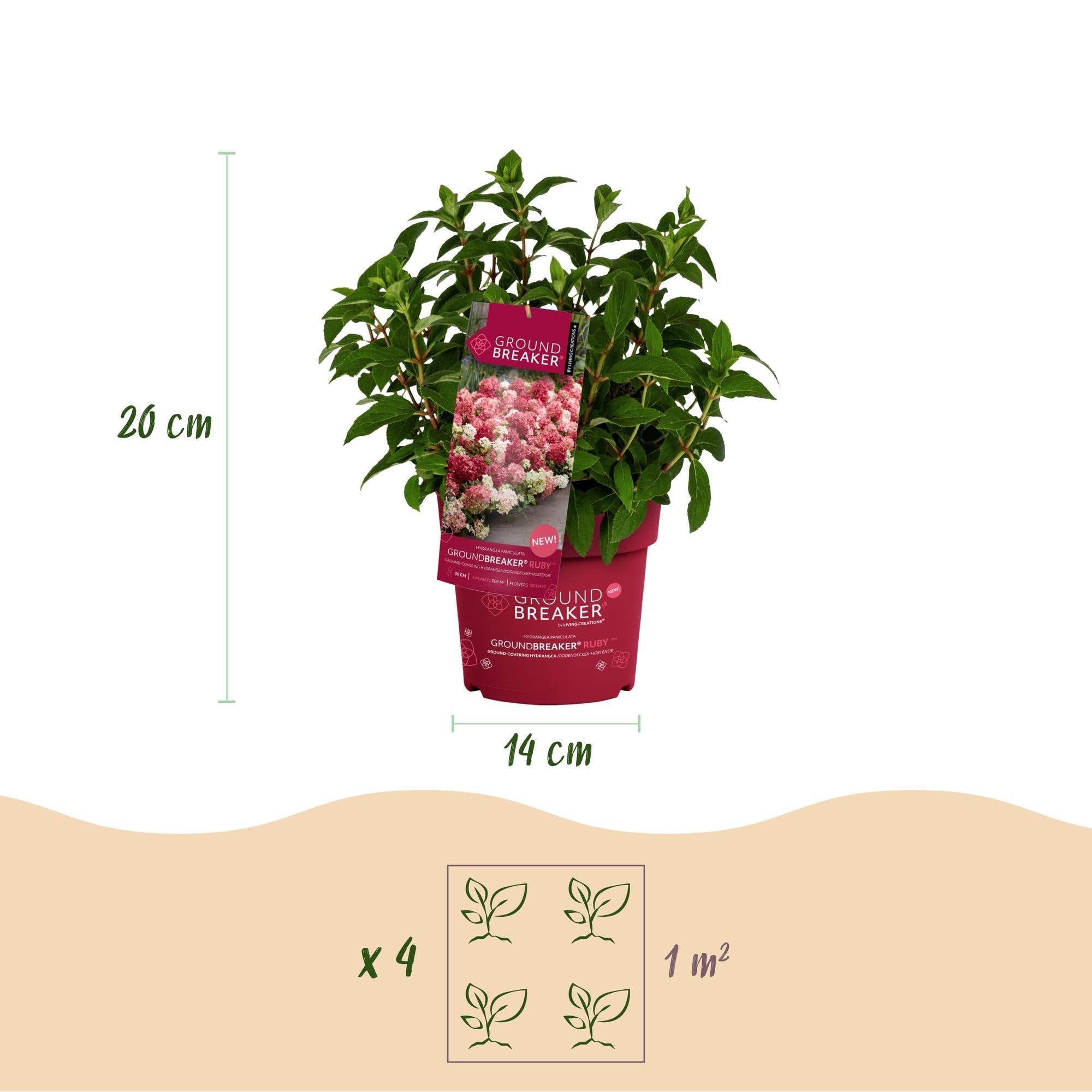 Green boutiQ - Plante de jardin - Hydrangea panniculata Groundbreaker Ruby - Hortensia en panicule - Rustique - Rouge - 2 Plantes - Pot 14cm - Hauteur 20-25cm