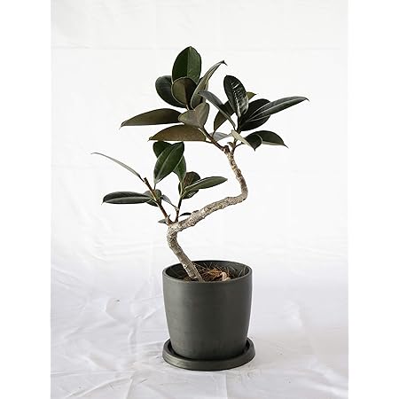 Amazon Co Jp バーガンディー 6号用 シュエット鉢 ポット ブラック 観葉植物 室内向け 沖縄より直送 Diy 工具 ガーデン