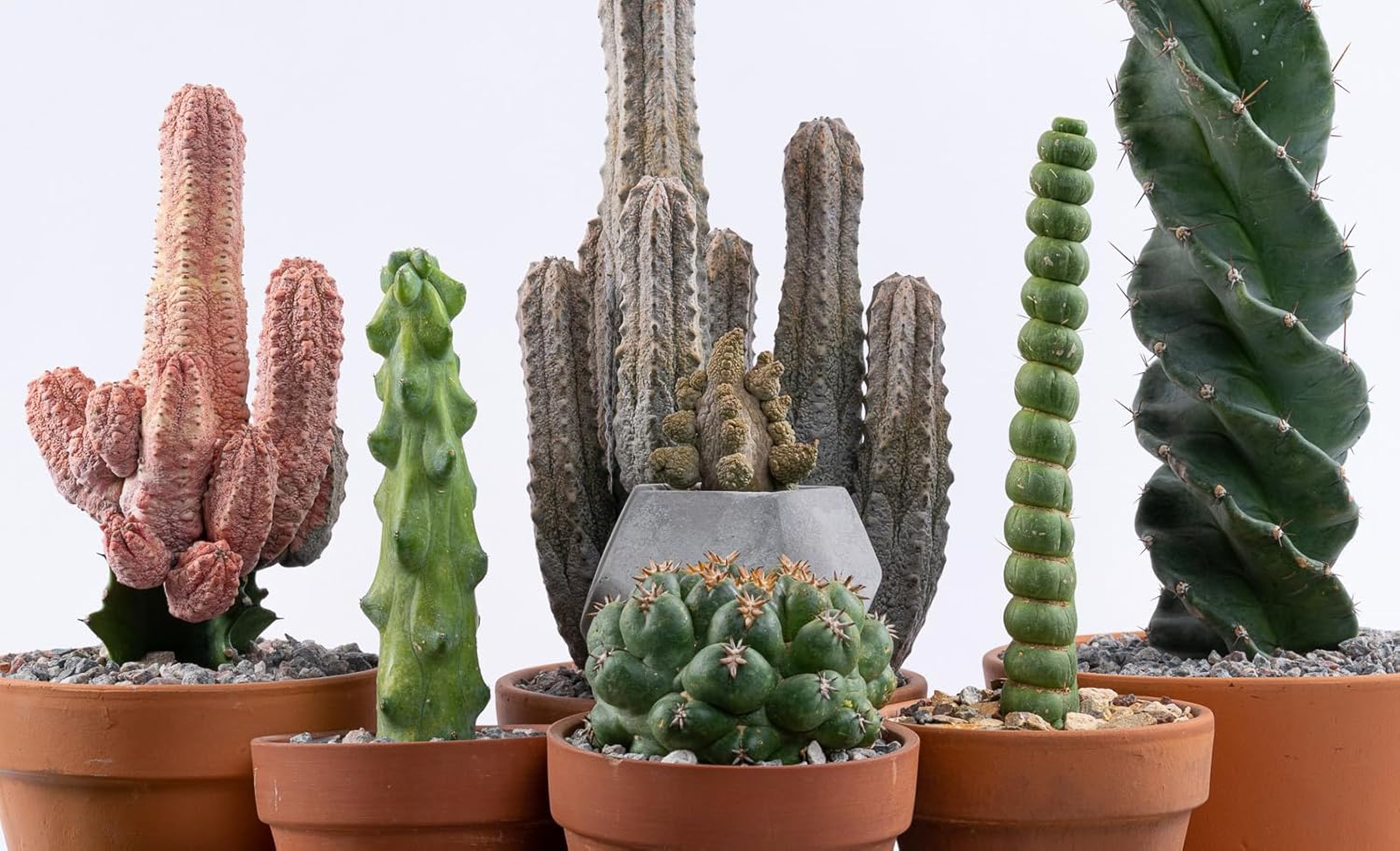 Boobie Cactus Myrtillocactus Geometrizans Rare Succulents Plants Live - Mature Indoor Plants for Plant Lovers and Collectors (5'' Boobie)