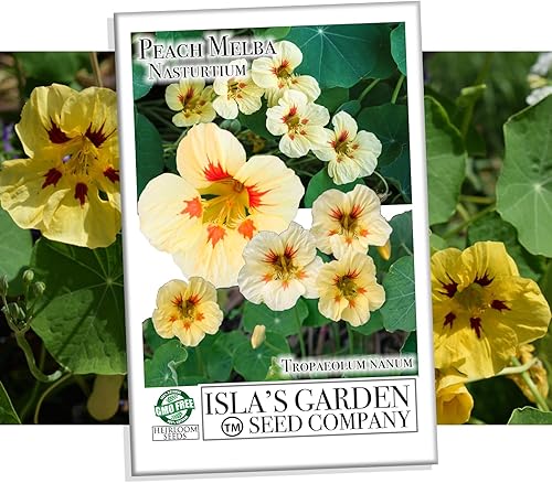 Semillas de capuchina enana "Peach Melba" para plantar, (Tropaeolum nanum), más de 30 semillas de flores por paquete, semillas de jardín (Isla's