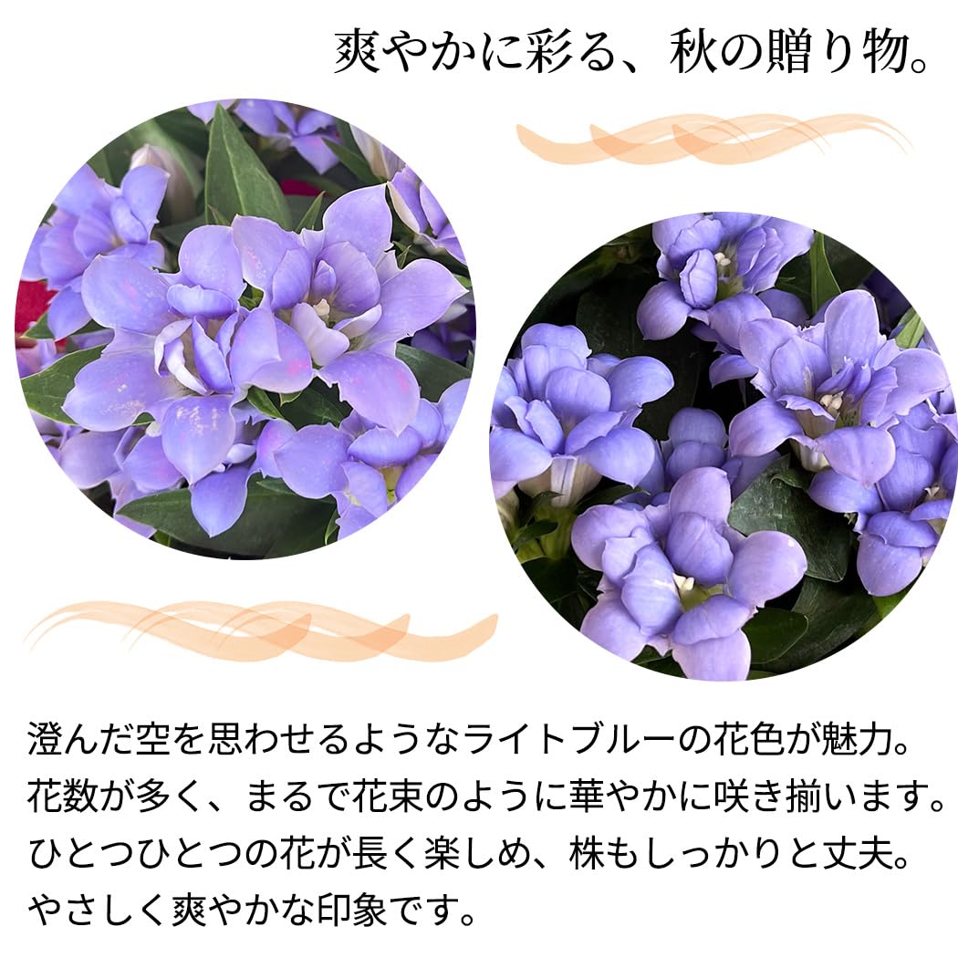 Amazon.co.jp: 敬老の日 プレゼント 八重咲きリンドウ アシロブーケ