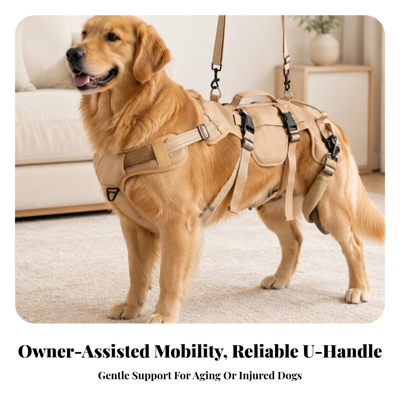 Imbracatura di Riabilitazione Robusto | Imbracatura per Cani con Anelli di Attacco in Metallo, Ergonomico, Passeggiate All'aperto, Beige, L