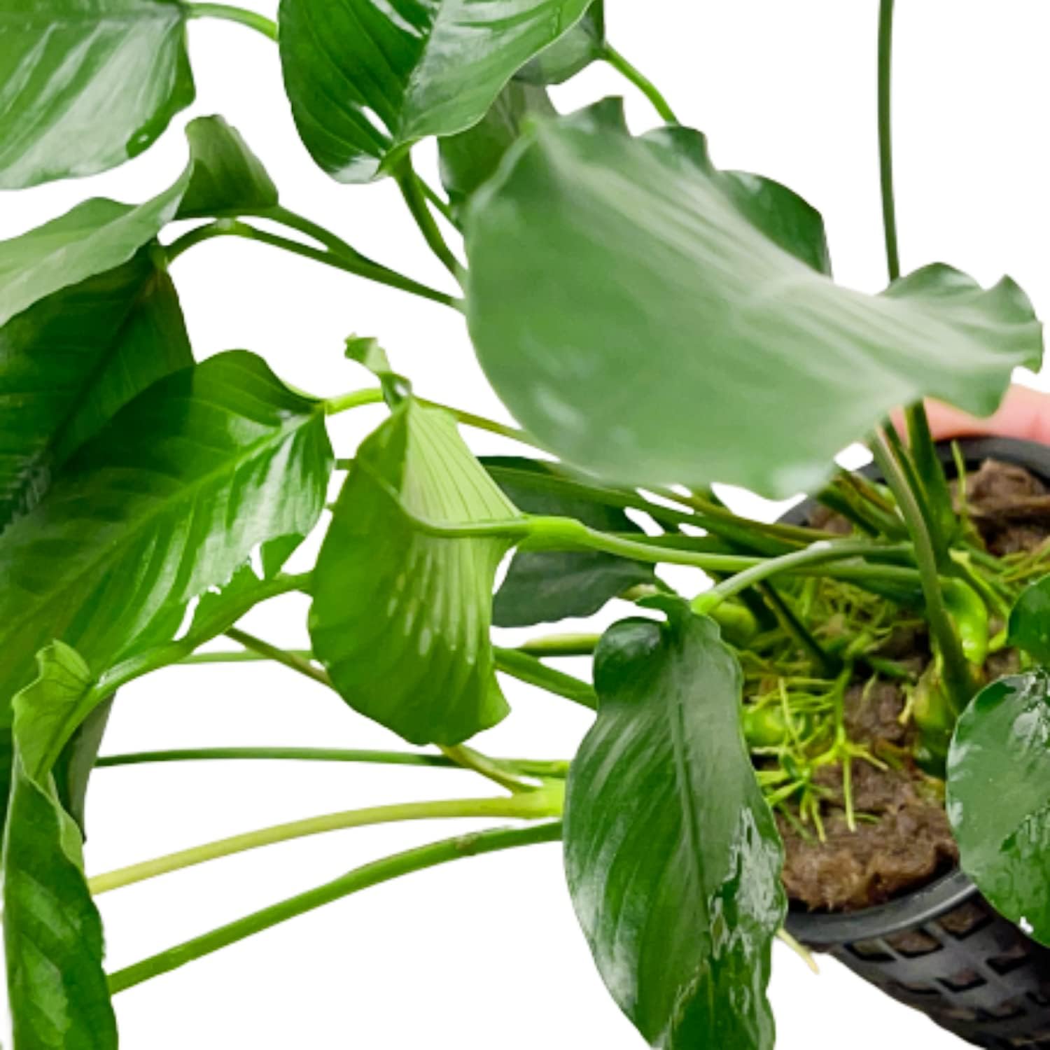 Anubias Barteri Broad Leaf Mother Potted XXL Live Aquarium Plant Tropical Freshwater Decorations