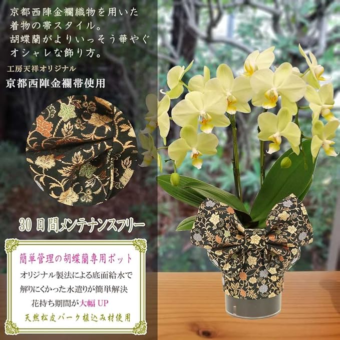 Amazon Co Jp Mini Phalaenopsis Midi Phalaenopsis Orchid Tensho Original Kimono Style Black Floral Table Phalaenopsis No 4 Tumbler 2 Stands Yellow Home Kitchen Amazon Co Jp Mini Phalaenopsis Midi Phalaenopsis Orchid Tensho Original Kimono Style Black Floral Table Phalaenopsis No 4 Tumbler 2 Stands Yellow Home Kitchen