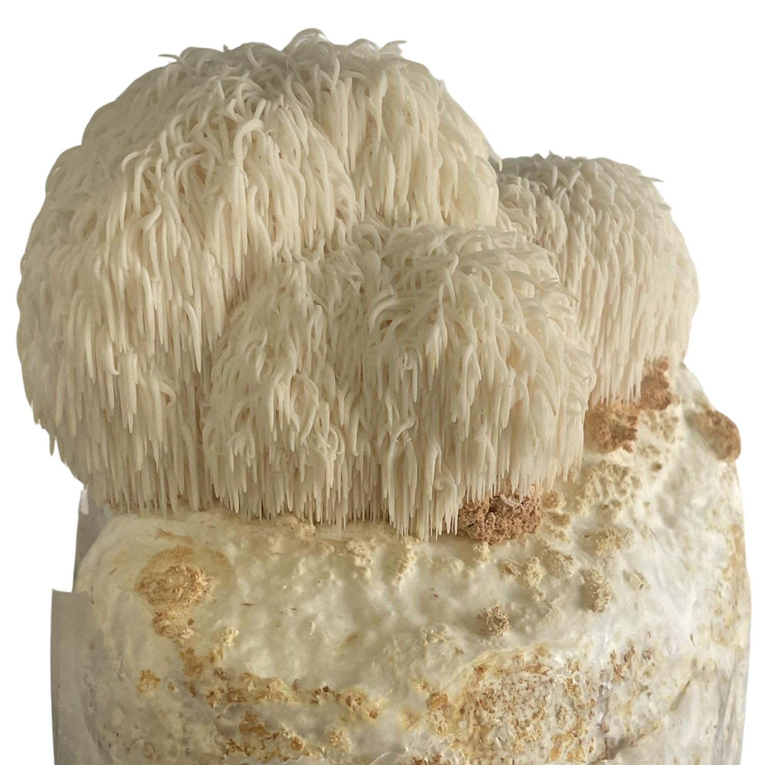 Hawlik Pilzbrut - Kit de cultivo de hongos melena de león – Cultivo orgánico de hongos Hericium erinaceus – Hongos melena de león para cultivar usted mismo