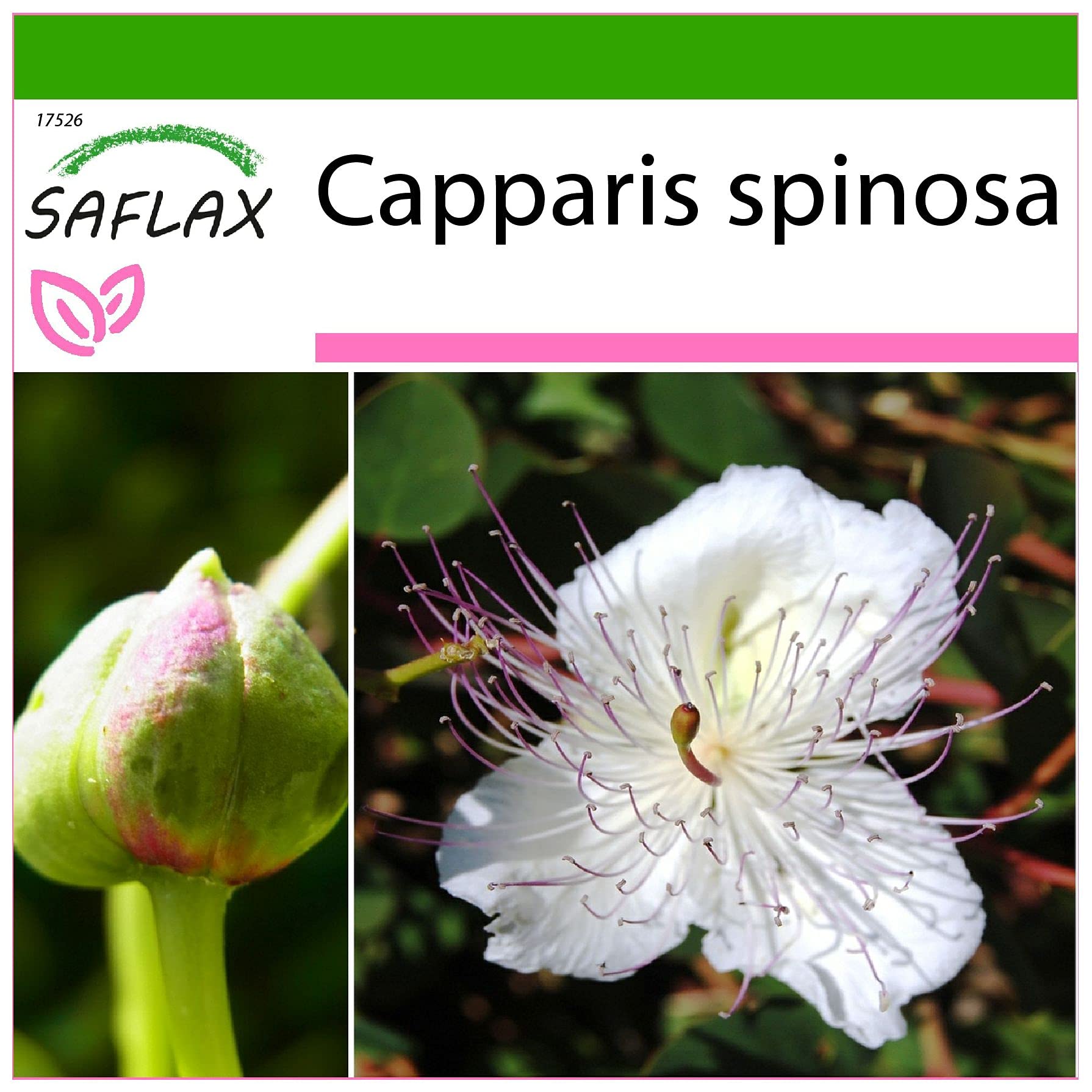 Caper Plant - 25 Seeds - with Soil - Capparis spinosa