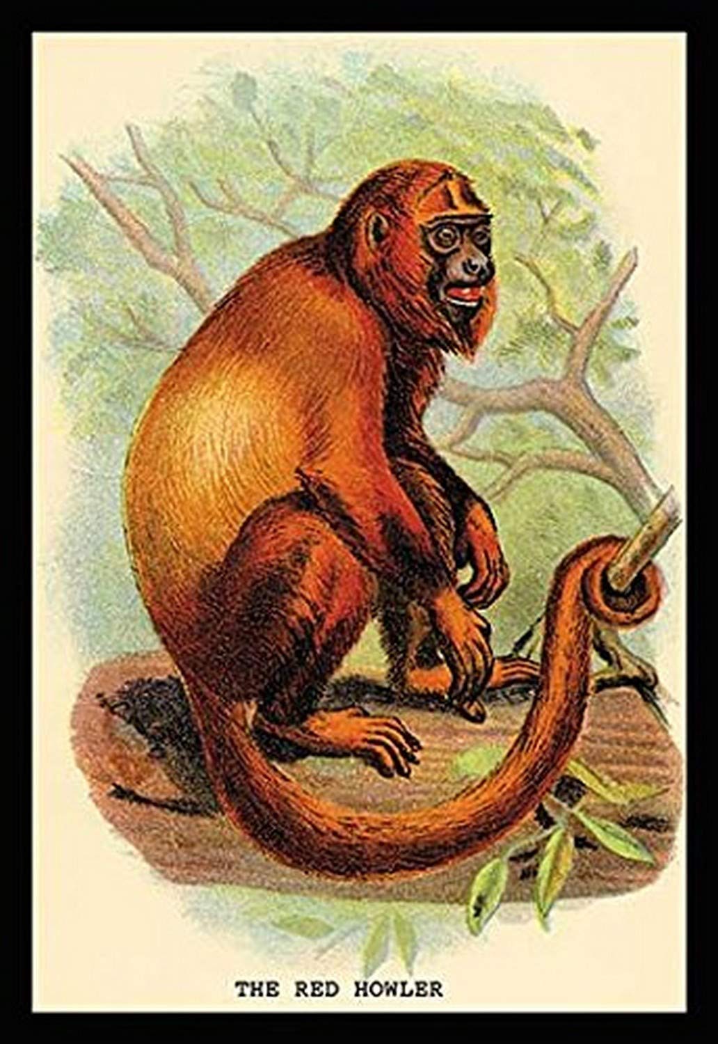 Buyenlarge The Red Howler - Gallery Wrapped 24"X36" canvas Print., 24" X 36""