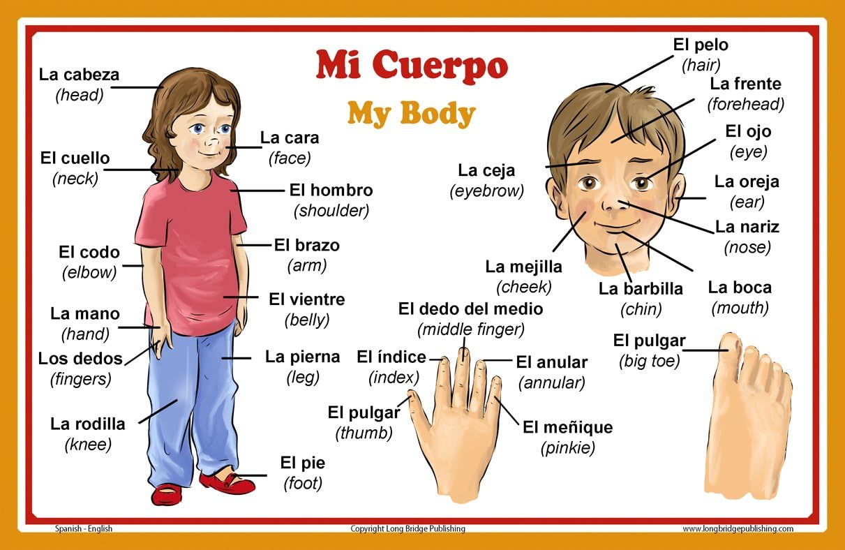 Escuela De Espa ol Poster Palabras Sobre Partes Del Cuerpo Carta De
