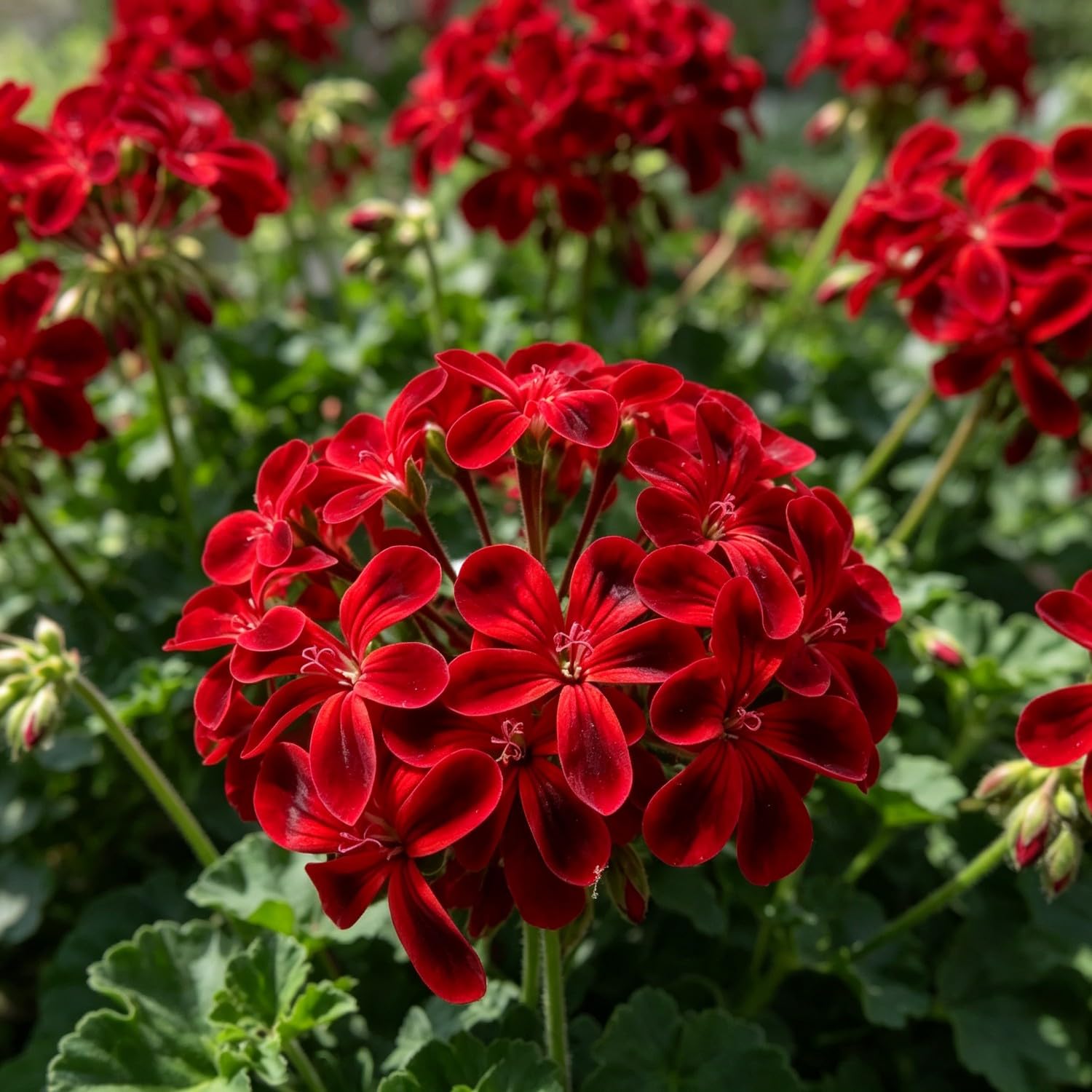 Double Geranium Seed-Hardy,Perennial, Vibrant Floral Display Garden — image 1