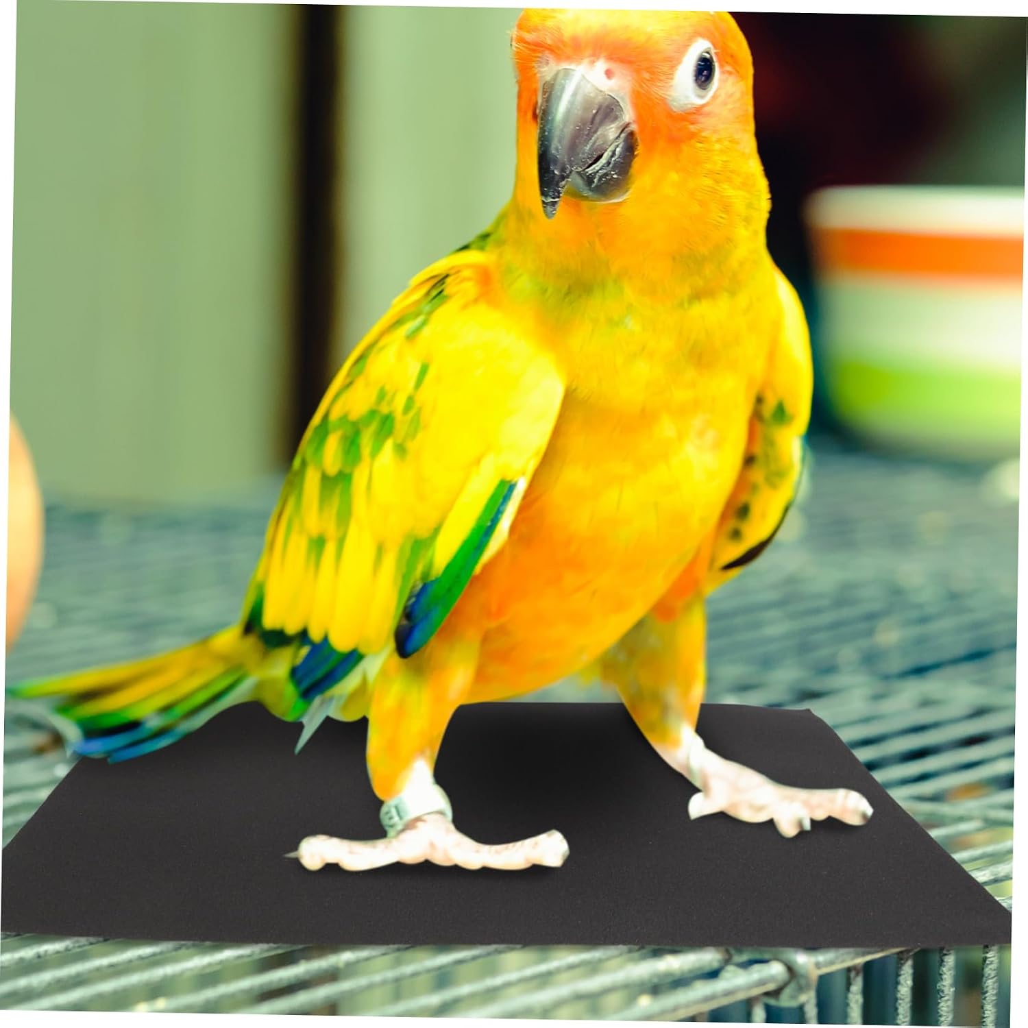Yardwe 10pcs Bird Cage Sandpaper Liners for Claw Trimming Easy Installation for Daily Maintenance Abrasive Sheets for Comfortable Bird Care