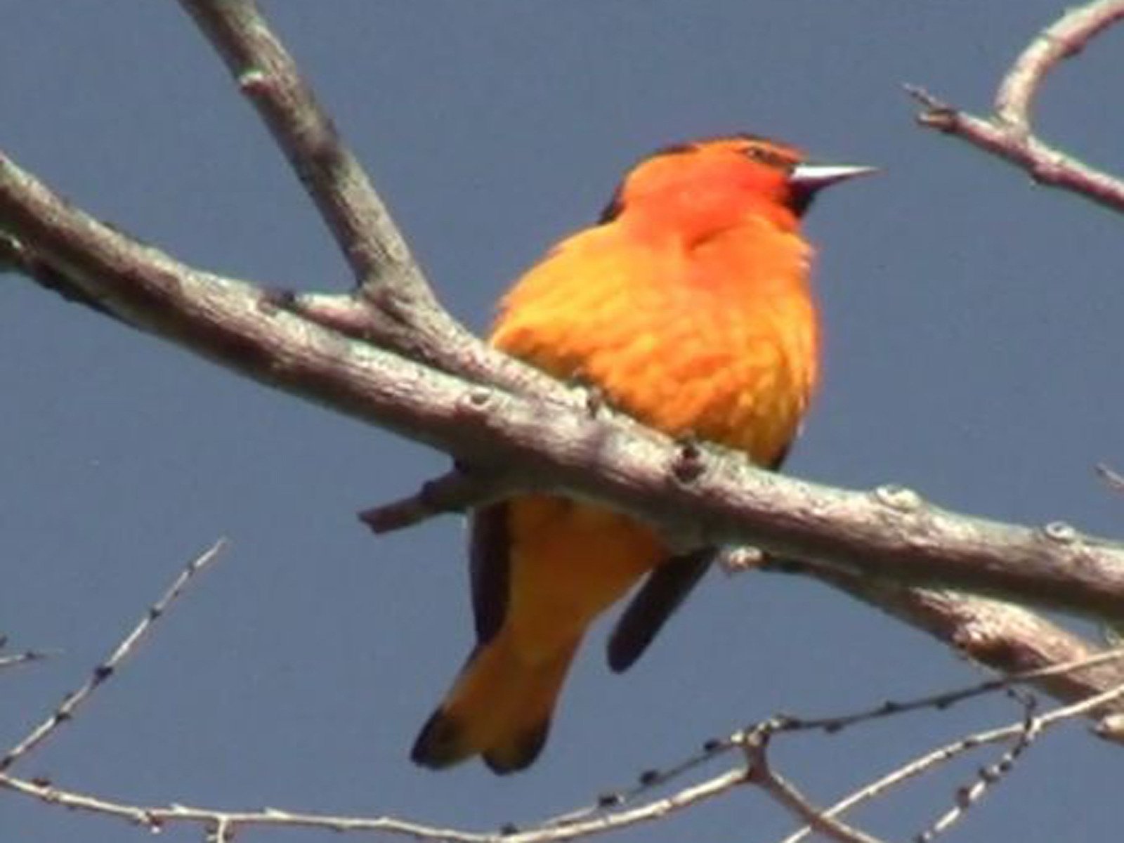Watch The Nature Explorers Ecosystems of Western North America