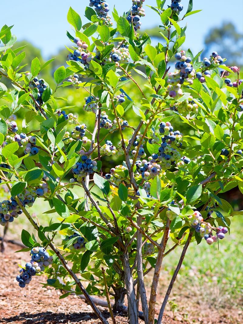 Legacy Northern Highbush Bluebery Shrub 1 Gal (Due to Agricultural Laws, we Cannot Ship to CA, AZ, AK, or HI)