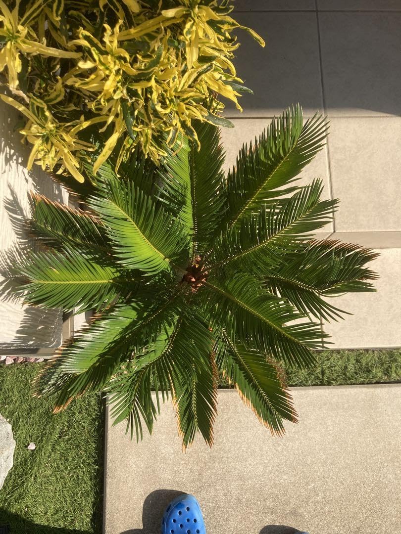 Amazon.co.jp: 金柑蘇轍 ソテツ ホビーグッズ : おもちゃ 