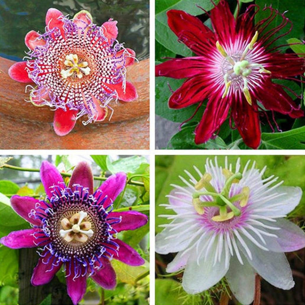 discountstore145 100Pcs Multicolor Passion Flower Seed Plant Home Garden Office Yard Bonsai Decor - Passion Flower Seeds