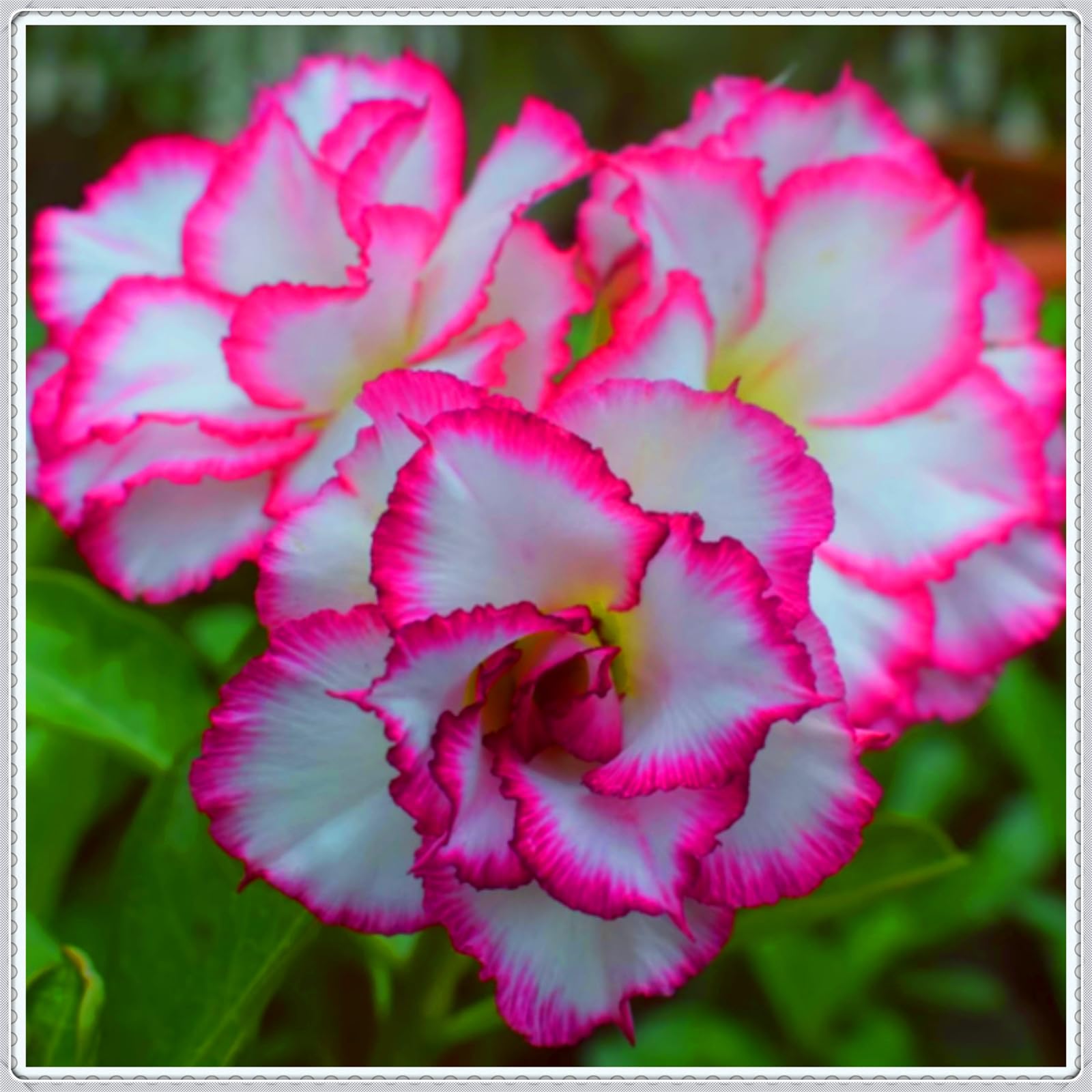 Mix Garden Bulbs, Desert Rose Bulbs, Golden Beautiful, Desert Rose Plant Bulbs, Adenium obesum Plant, Mix Wedding Flowers, 4Bulbs-E