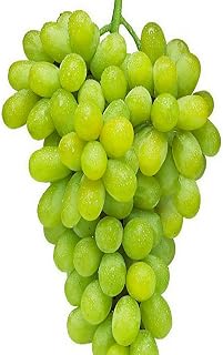 Thompson Seedless White Grapes – Fresh Green Table Grapes, Naturally Sweet, Crisp & Juicy, Perfect for Snacking, Juicing & Desserts (1 Gallon/Potted/Single)