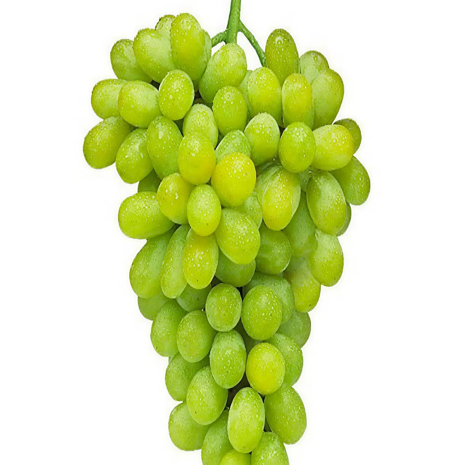 Thompson Seedless White Grapes – Fresh Green Table Grapes, Naturally Sweet, Crisp & Juicy, Perfect for Snacking, Juicing & Desserts (1 Gallon/Potted/Single)
