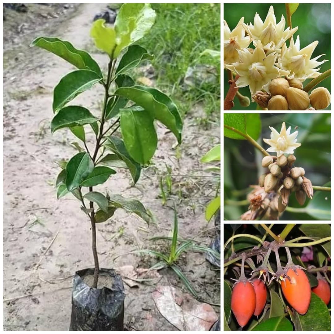 Bokul Flower plant healthy flowering ornamental plant for patios